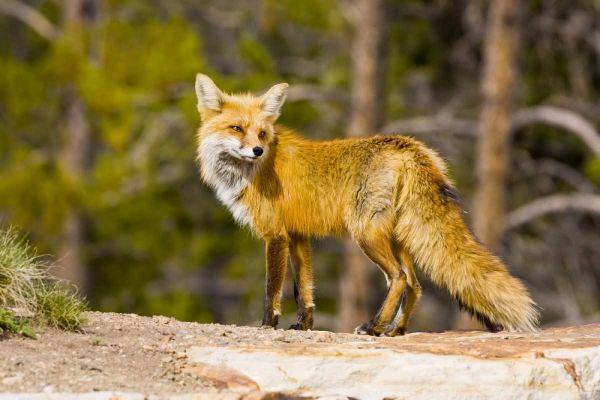 Colorado, Breckenridge Portrait of red fox